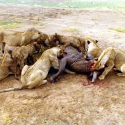 1980 Kenya Lions Feasting
